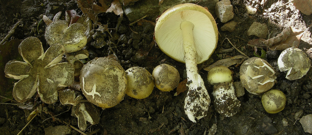 Phalloides...a 2 passi dal lago